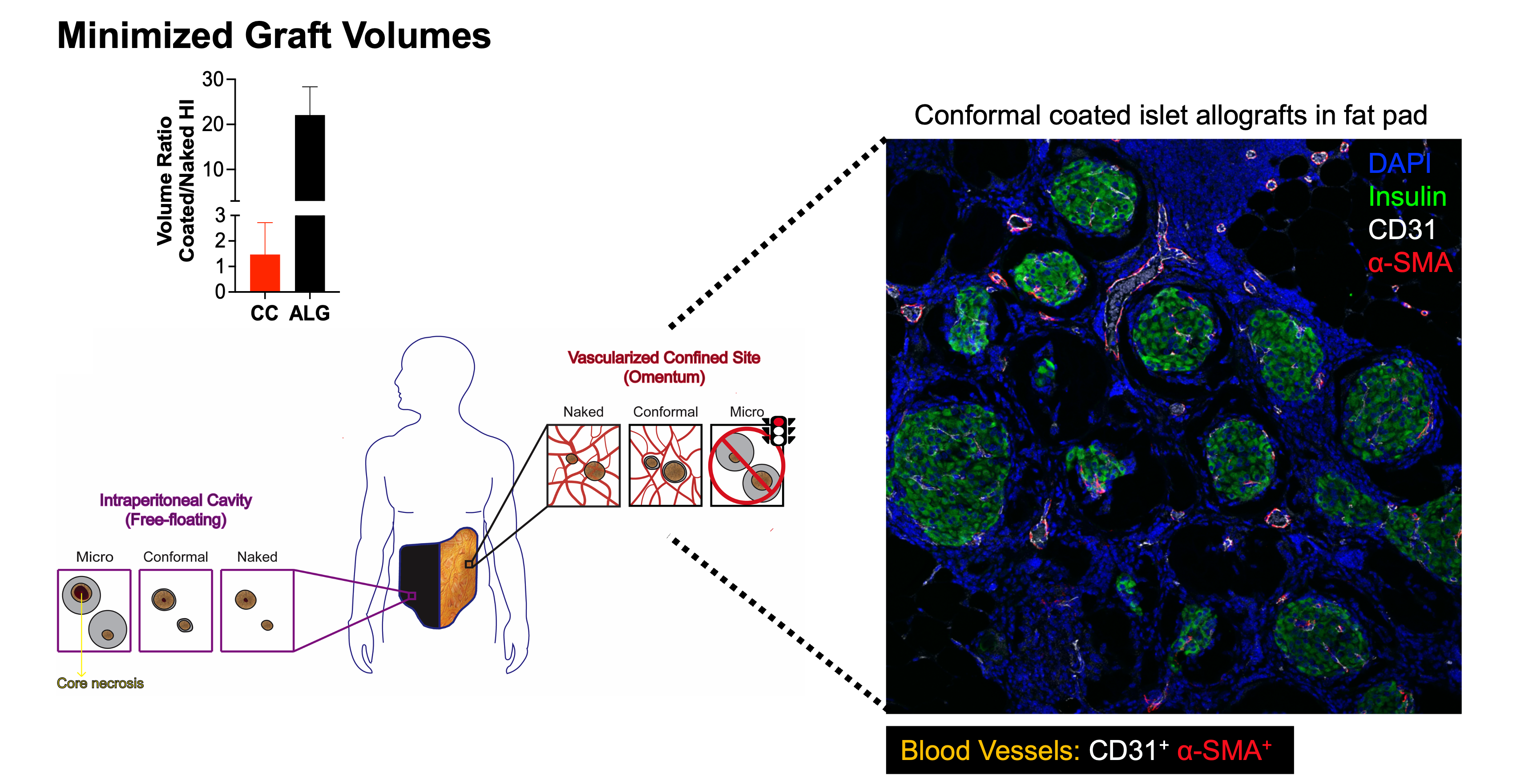 CC islets in confined transplant site in mice