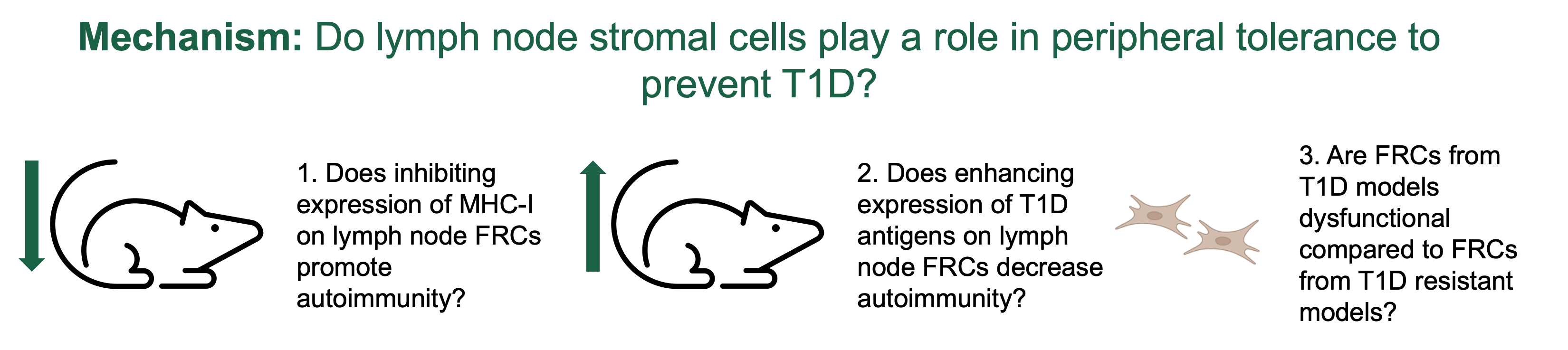 aim 1 new mouse models to test FRC mechanisms of peripheral tolerance