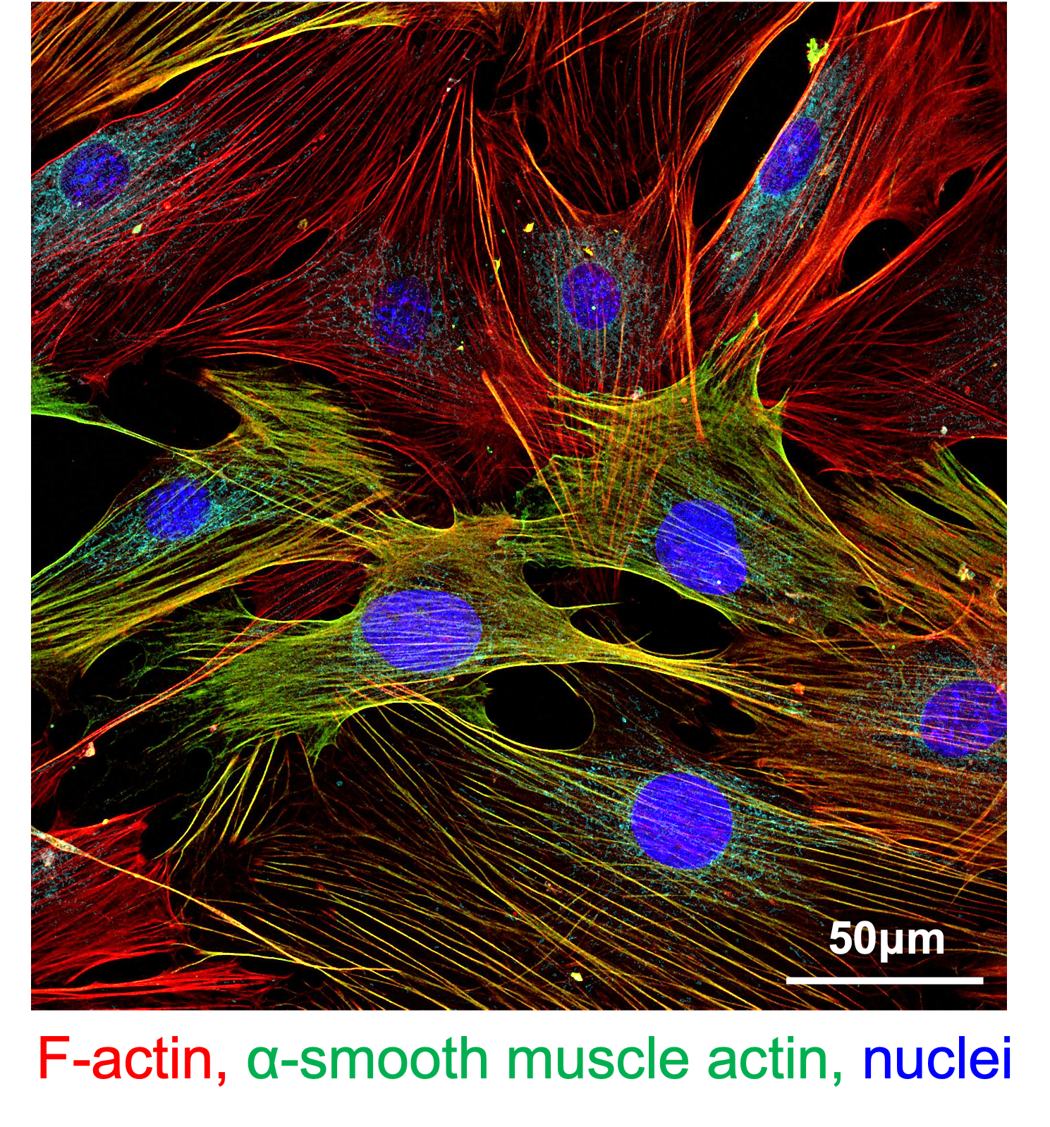 FRCs from C57BL/6 mice