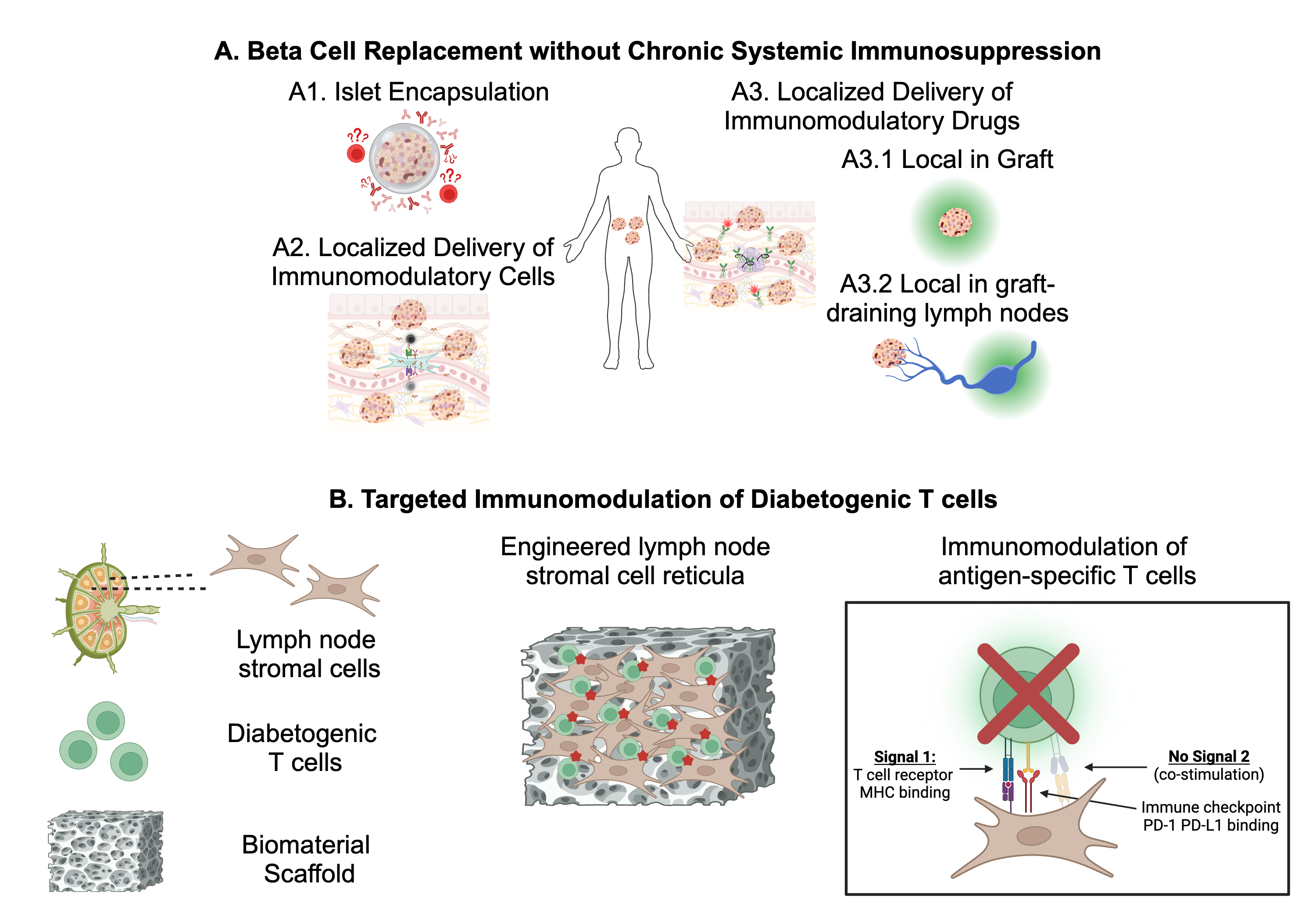 Islet Immunoengineering Lab Approach